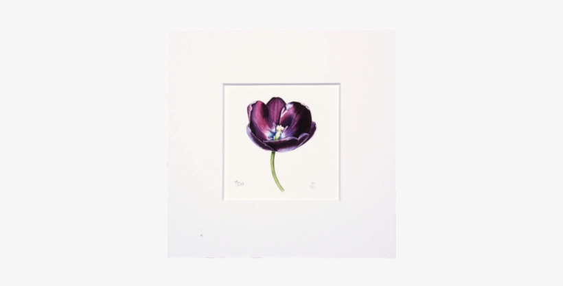 Queen Of Night Mini Print - Tulip, transparent png download