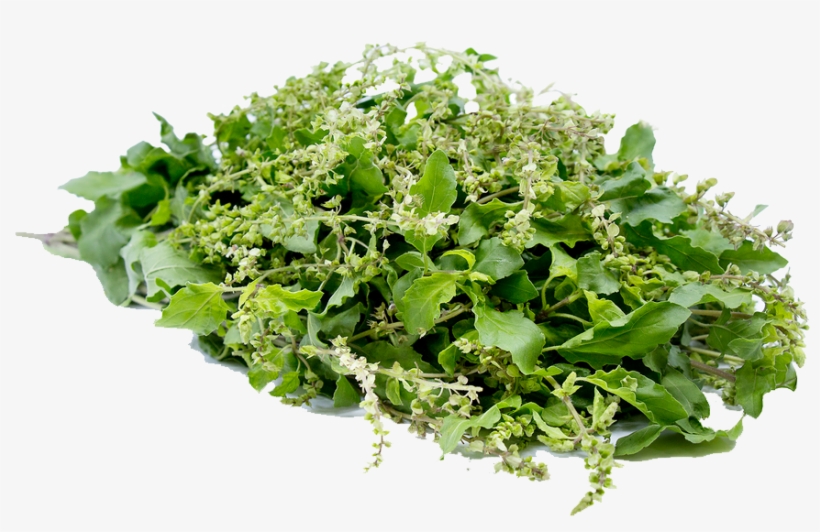 Basil Transparent PNG 872x524 Free Download on NicePNG