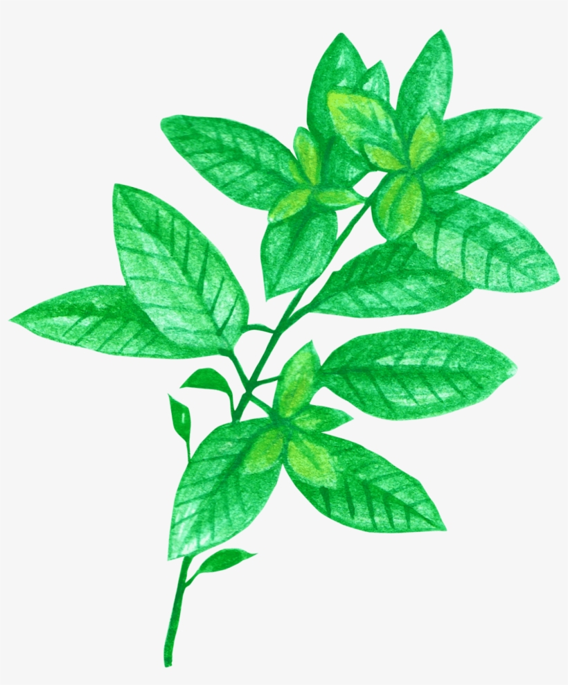 Basil Chrysanthemum Tea For Headache And Stress Png - Chrysanthemum Tea, transparent png download