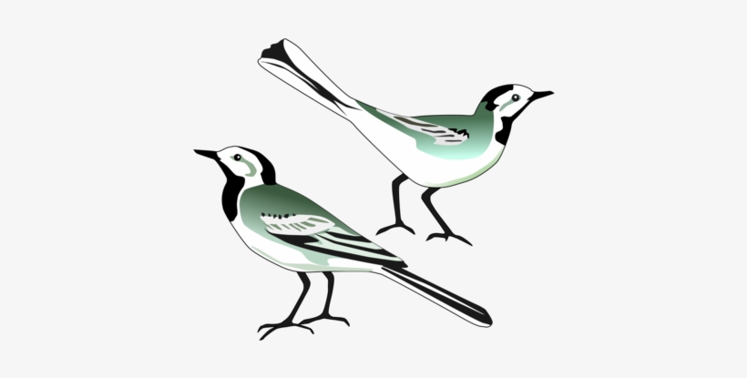 Bird Nest White Wagtail Computer Icons Drawing - Wagtail Transparent, transparent png download