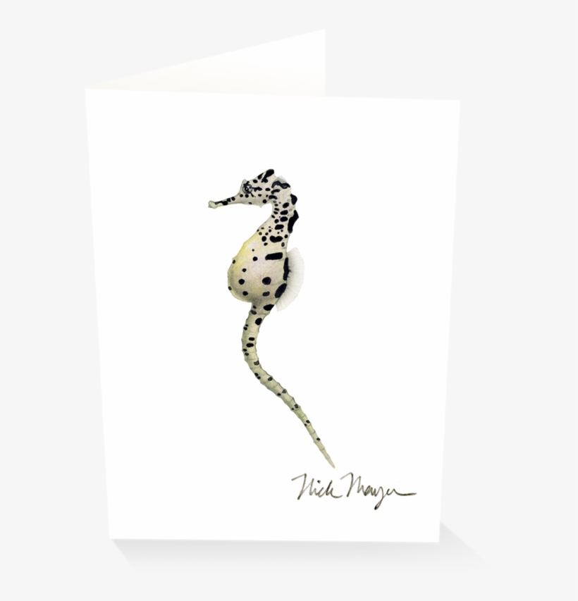 Pot Bellied Seahorse - Big-belly Seahorse, transparent png download