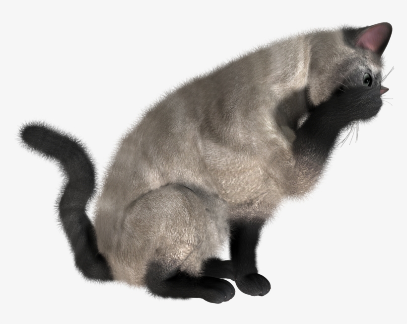 Cat Eating Png - Cat High Res Transparent, transparent png download