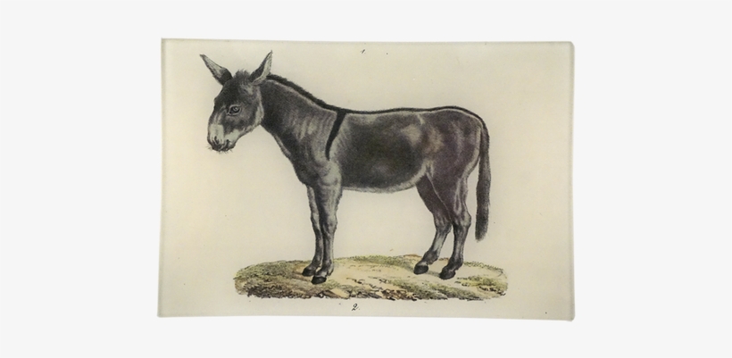 Collection Name - Burro, transparent png download