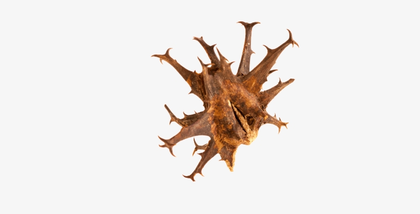Slide Background - Wood, transparent png download