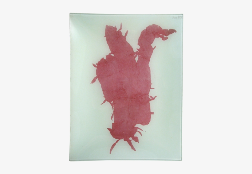 #11 Seaweed - Giclee Painting: British Sea-weed, 61x41cm., transparent png download