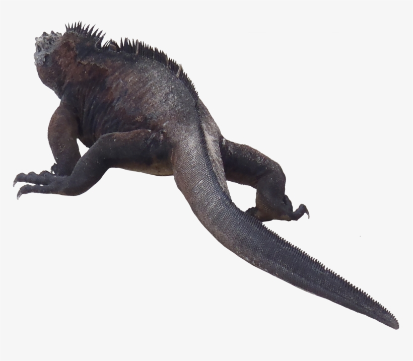 Iguana Png Transparent - Galapagos Marine Iguana Png, transparent png download