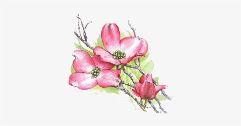 Events - Dogwood Blossom, transparent png download