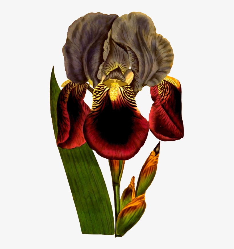 Medium Image - Art Print: Edwards' Art Print: Iris Varieties Art Print, transparent png download