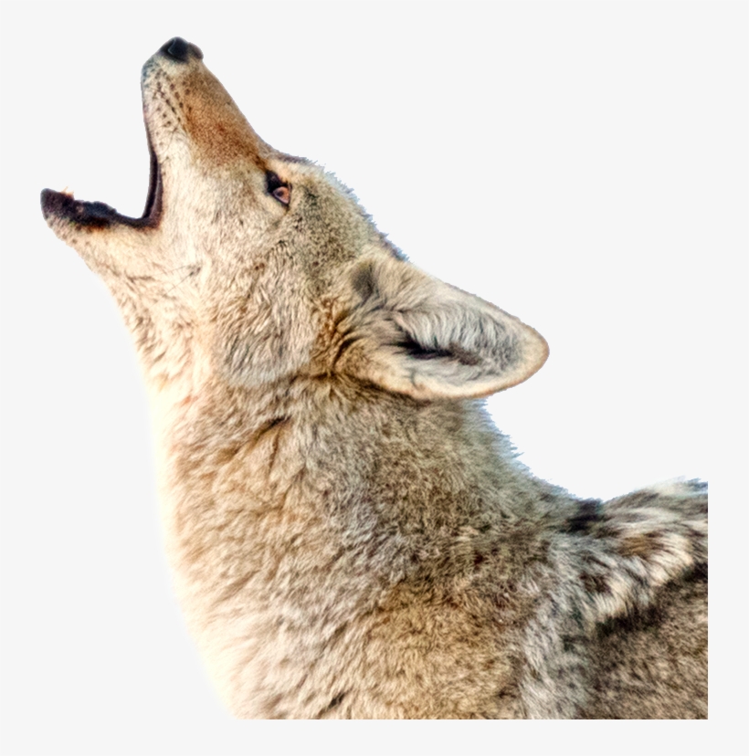 Photo Accompanying Step - Coyote Png, transparent png download