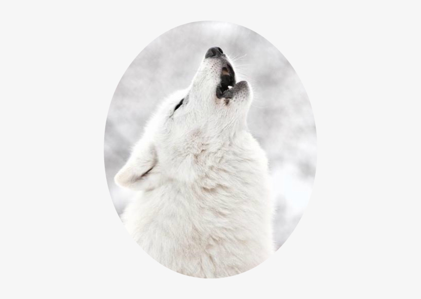 White Wolf Howling Tumbler - White Wolf In Snow, transparent png download