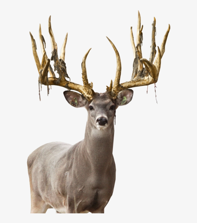 Elk, transparent png download