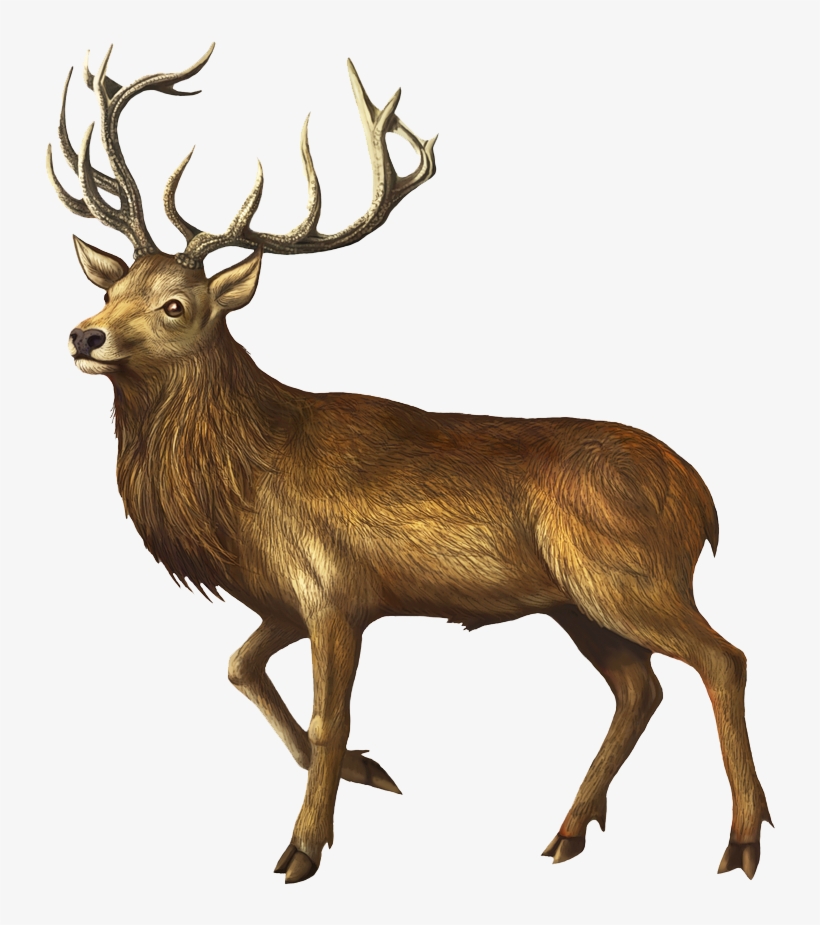 Deer Png Image - Père David's Deer, transparent png download