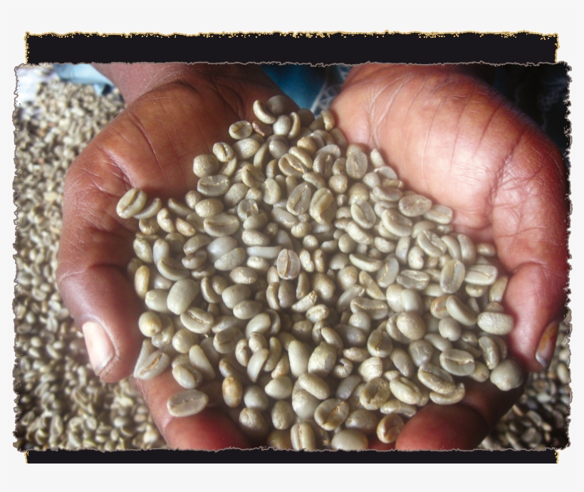 With High Rainfalls, Ideal Altitudes, Rich Volcanic - Seed, transparent png download