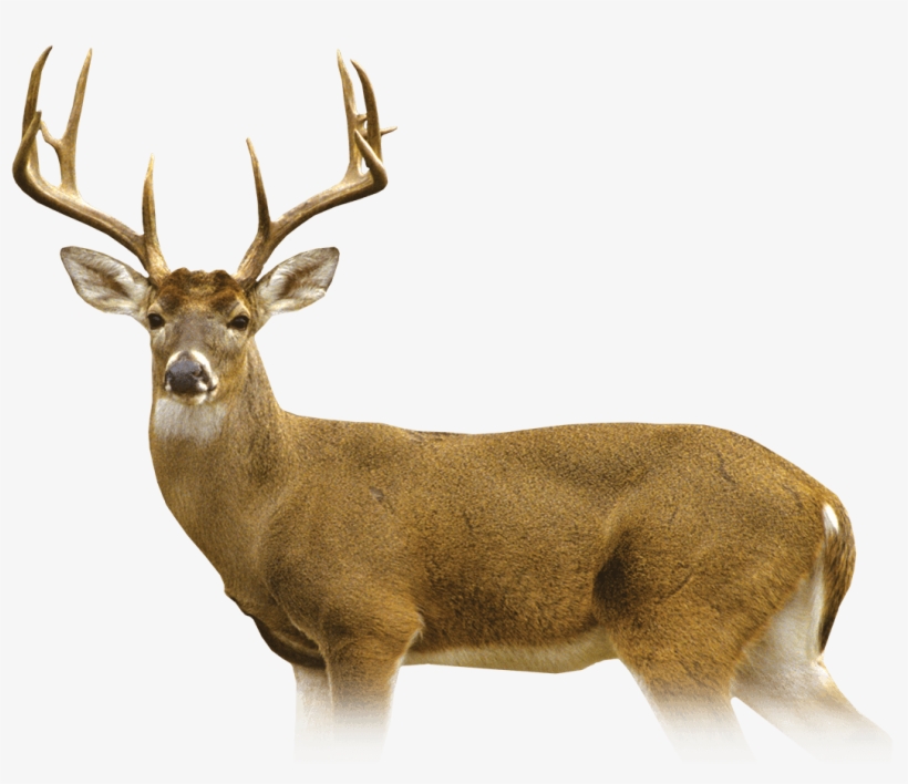 Deer - Elk, transparent png download