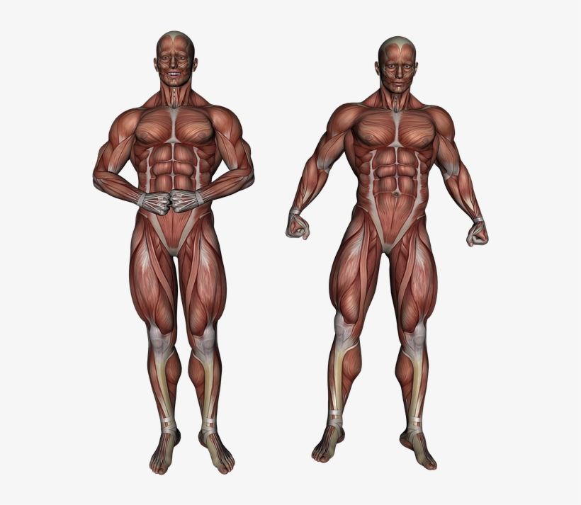 Bodybuilding Png High Quality Image - Anatomie Png, transparent png download