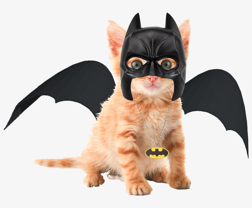 Cute Orange Tabby Kittens, transparent png download