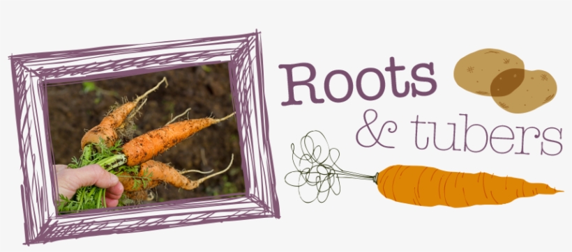 Roots And Tubers - Vegetables Roots And Tubers, transparent png download
