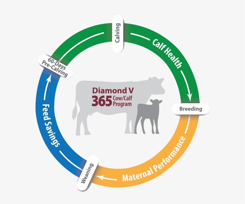 Diamond V Beef 365 Cow/calf Program - Working Animal, transparent png download