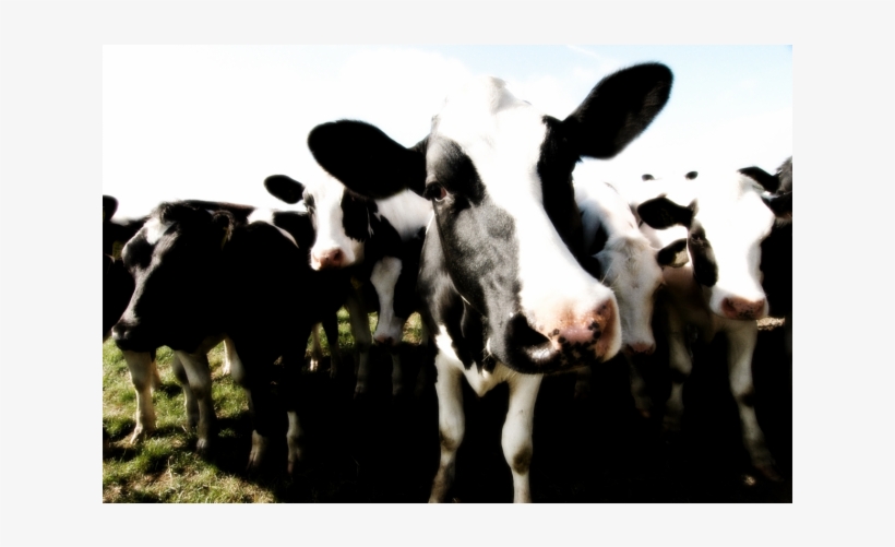 Dairy Cow, transparent png download