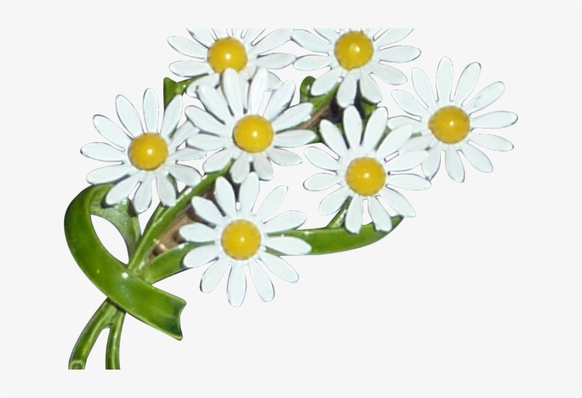 Bouquet Clipart Daisy Plant - Oxeye Daisy, transparent png download