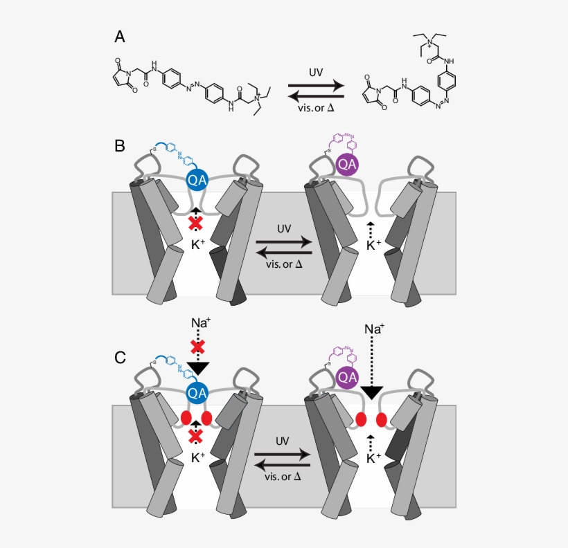 Light Regulation Of Current Flow In Hyper And Depolarizing - Illustration, transparent png download