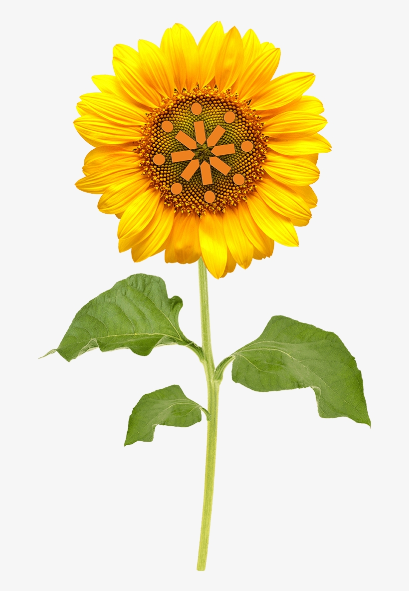 Inalink Flower - Sunflower, transparent png download