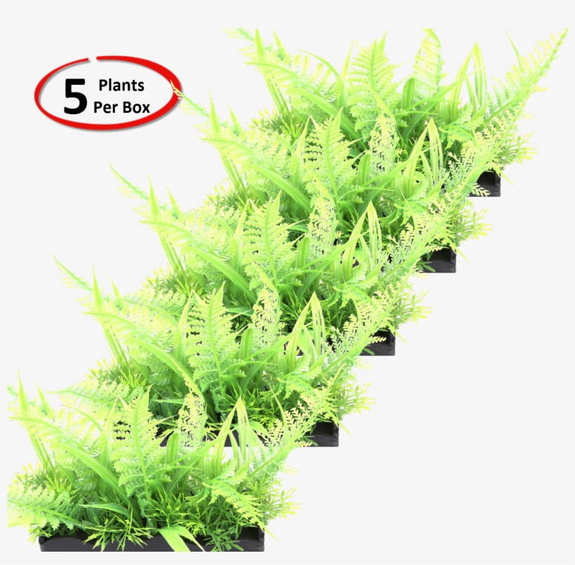 View Larger - Fern, transparent png download