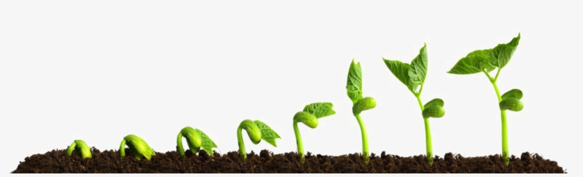 Growing Plant Transparent Png - Growing Plant, transparent png download