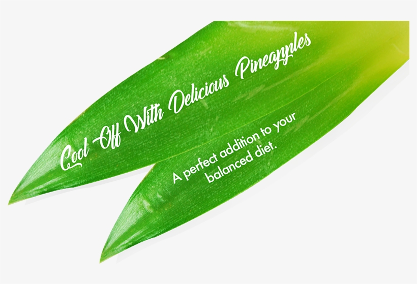 Lavida Slogan On Pineapple Leaves - Writing, transparent png download