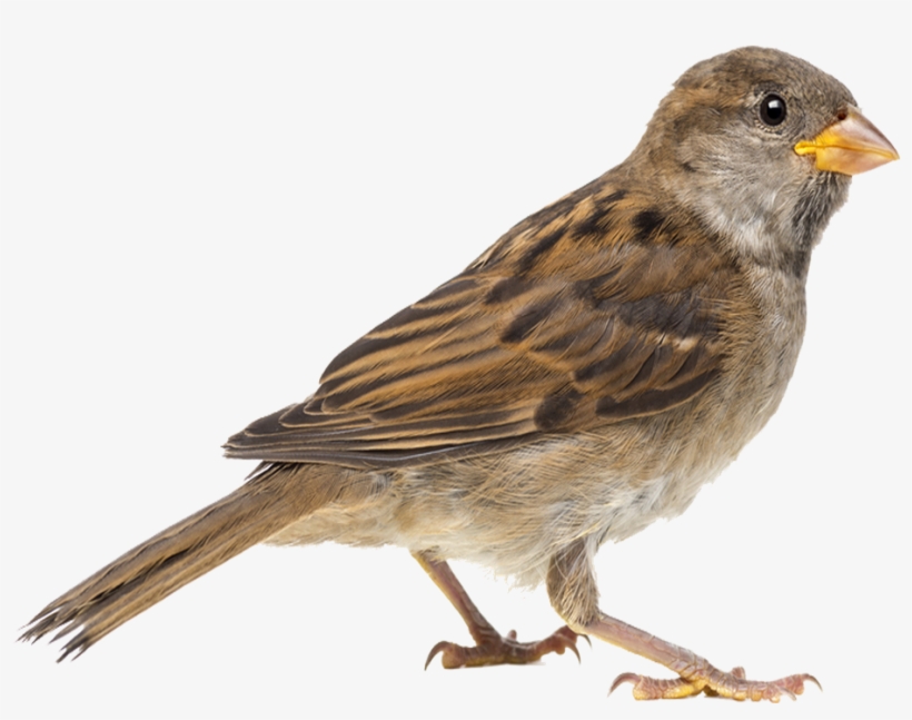Png Sparrow Transparent Background - Clipart Image Of Sparrow, transparent png download