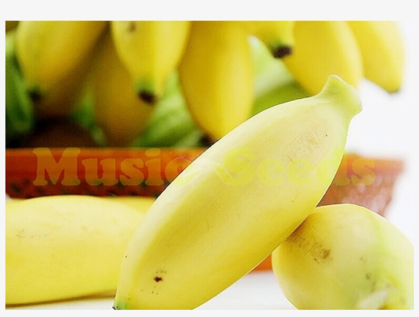 Buy 100 Pcs Tropical Mini Edible Banana Tree Plants - Saba Banana, transparent png download