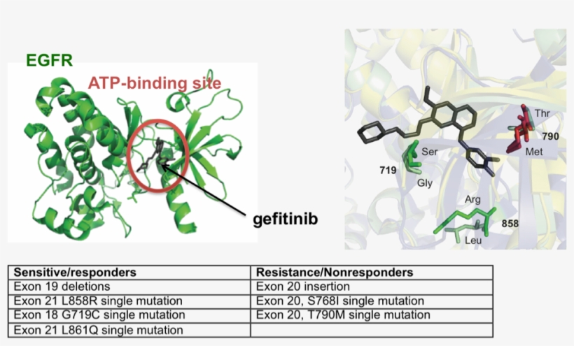 This Image Shows The Drug Gefitinib, Showing How It - Cartoon, transparent png download