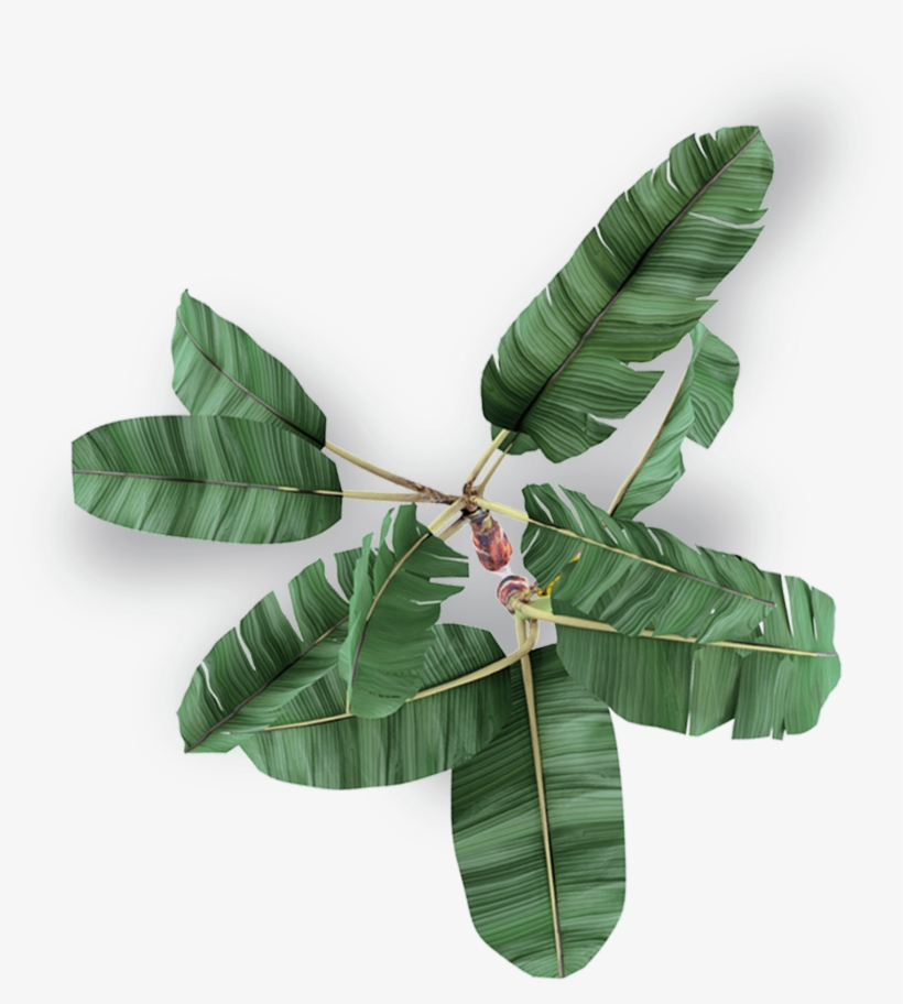 Sea Freight - Bay Laurel, transparent png download