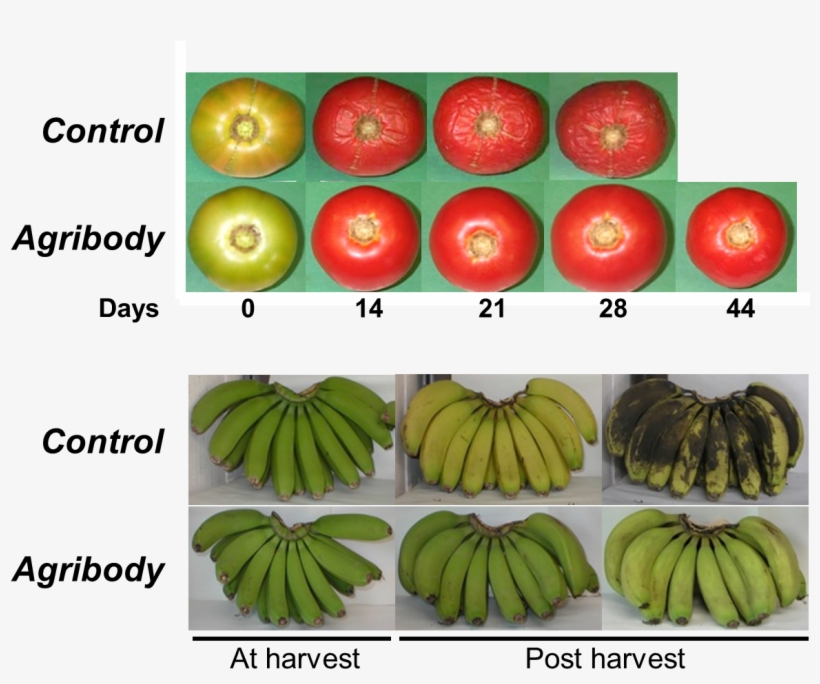 It Is Very Clear That These Impressive Findings Are - Seedless Fruit, transparent png download