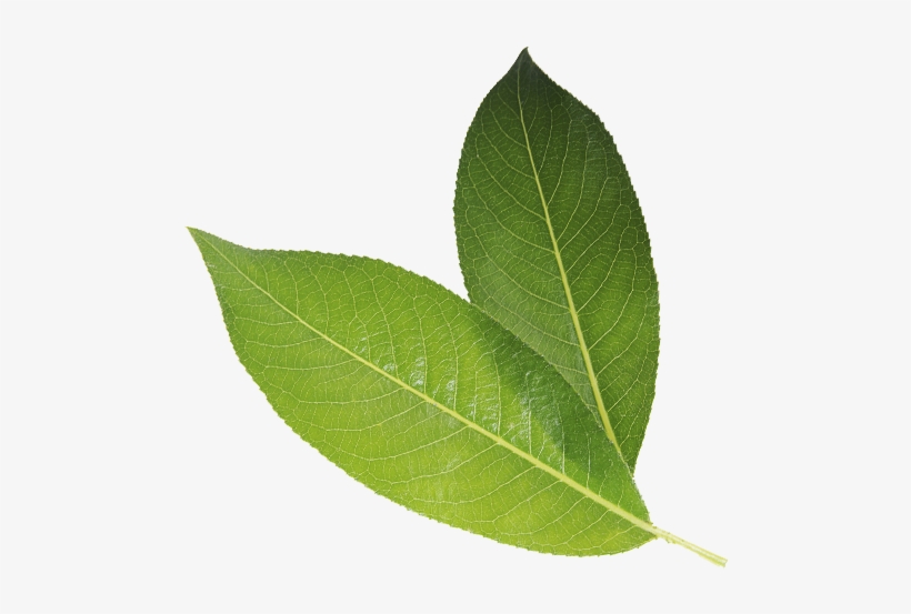 Millenia Green Tea Is One Of The Least Processed Types - White Walnut, transparent png download