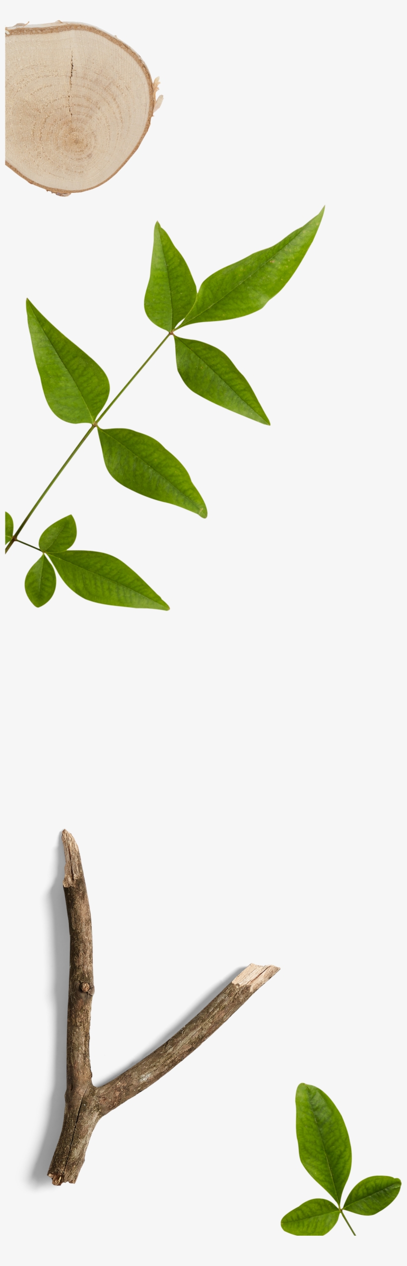 Creators Awhi - Ilex Decidua, transparent png download