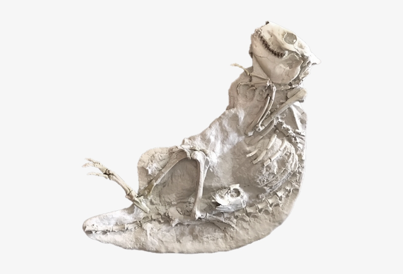 Fossilie 05 Flach - Seahorse, transparent png download