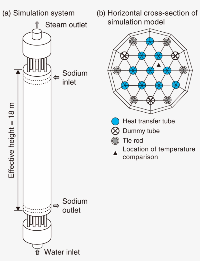 －establishing A Three-dimensional Simulation Model - Myofilament, transparent png download