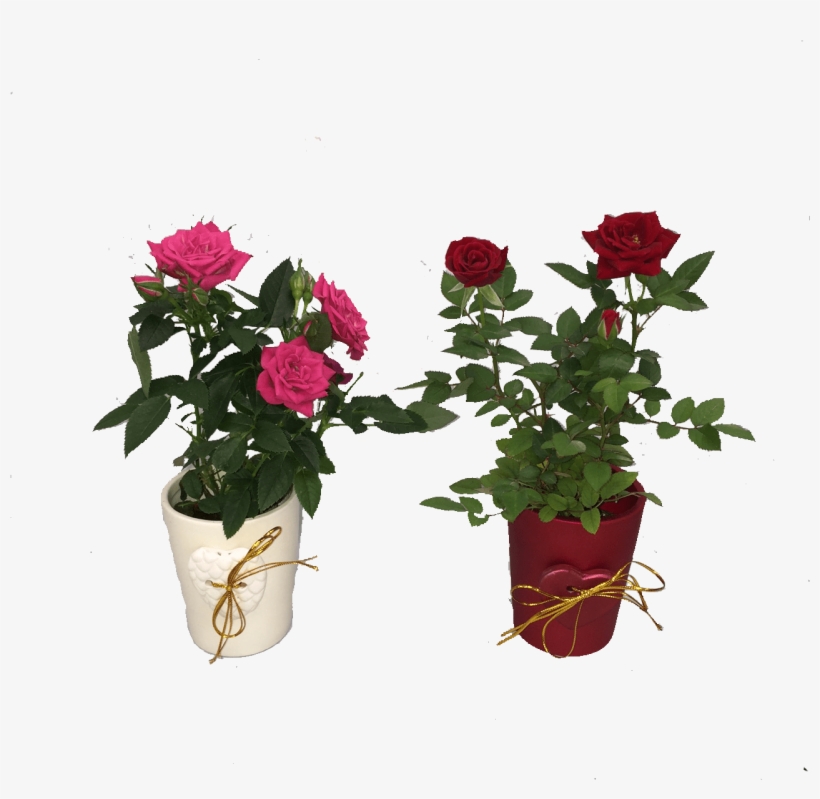 Mini Rose Mini Azalea In Red Pink Over Pots Micky S - Mini Roses Png, transparent png download