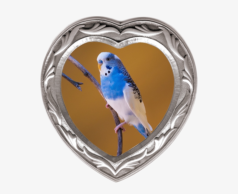Heart Rhodium Frame - 藍 虎 皮 鸚鵡, transparent png download