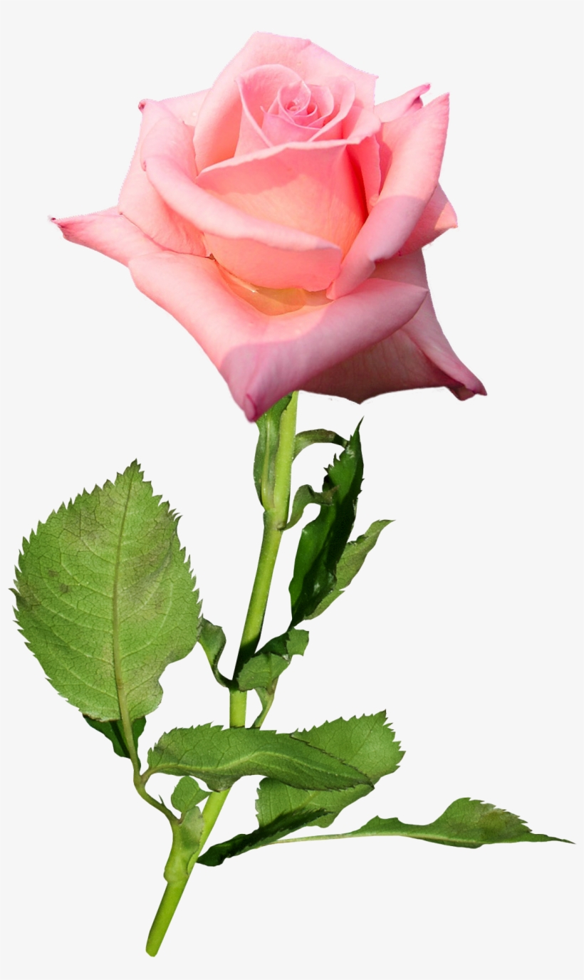 Garden Roses Flower Hybrid Tea Rose Bud - Transparent Png Rose Buds, transparent png download