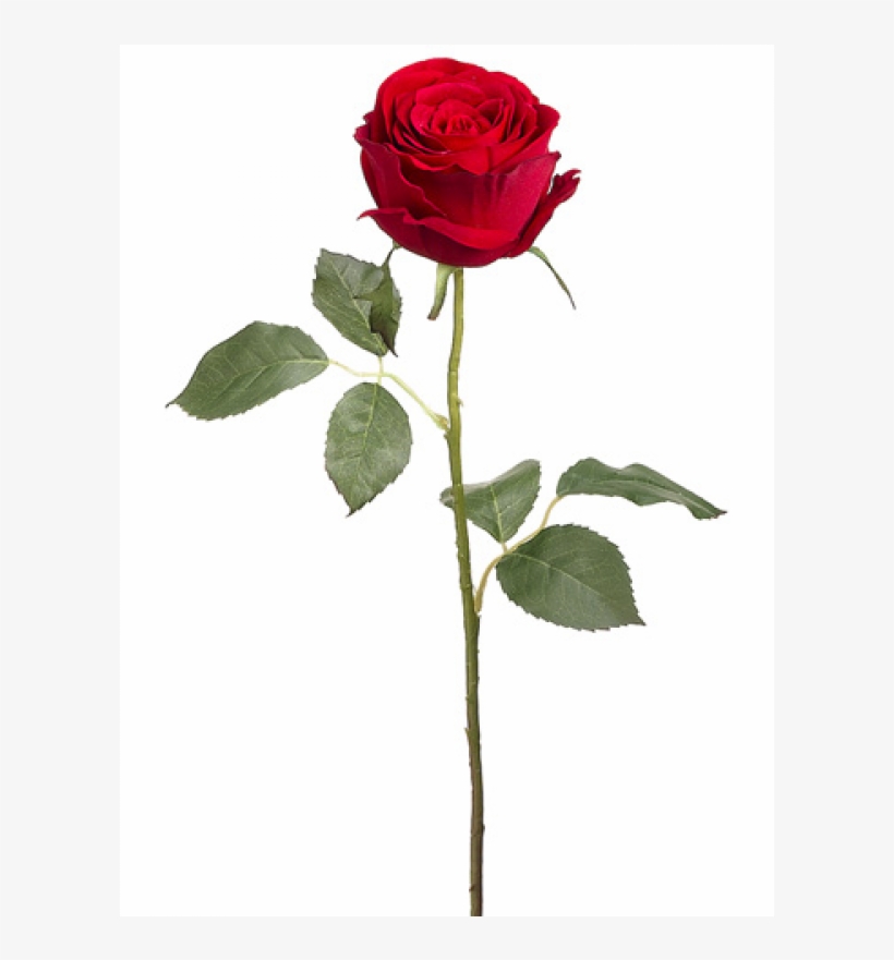 22" Velvet Large Rose Bud Spray Red - Floribunda, transparent png download