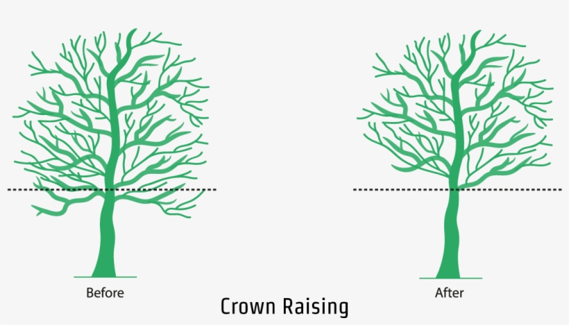 An Illustration Showing The Crown Raising Process - Illustration, transparent png download