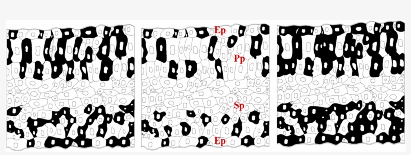 Schematic Representation Of The Distribution Of Tannins, transparent png download