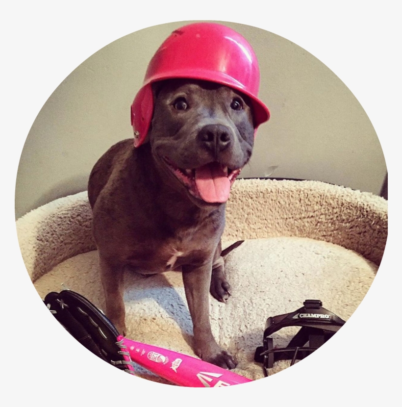 Pitbull Protectors - Dog Catches Something, transparent png download