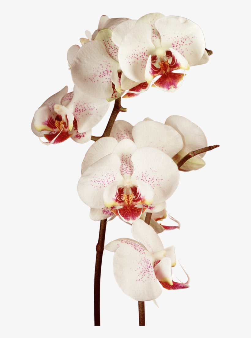 Orchid - Moon Orchid R Png, transparent png download