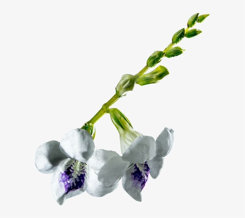 Orchid Conservation Initiative - Delphinium, transparent png download