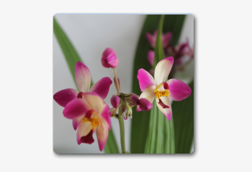 Orchid Spathoglottis Plicata Purple - Moth Orchid, transparent png download