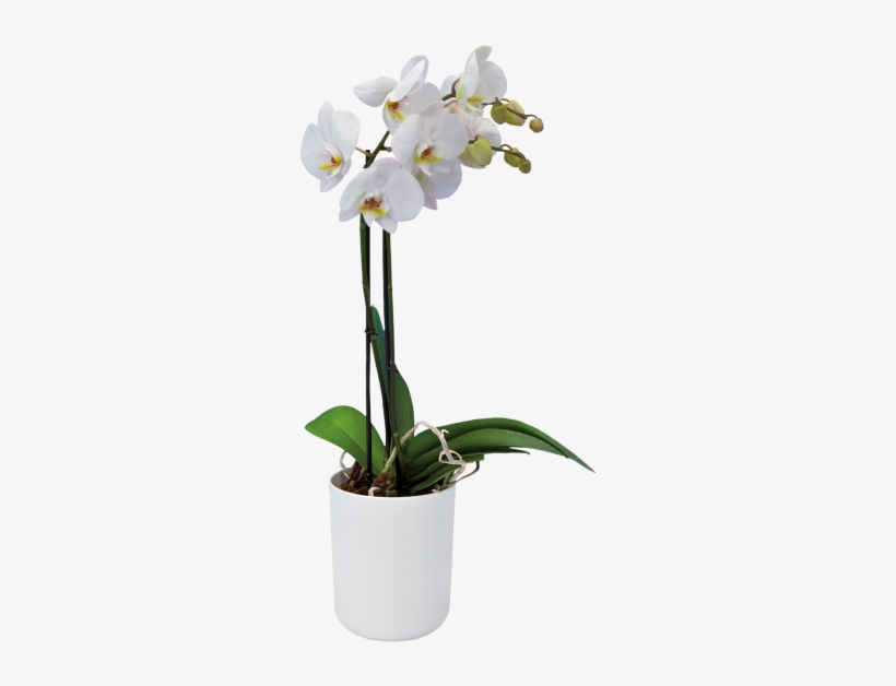 Home > Collection > B - Moth Orchid, transparent png download