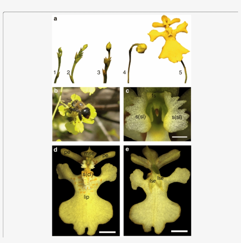 Download - Moth Orchid, transparent png download